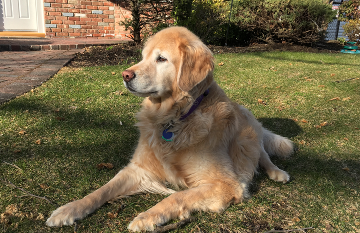 Review by Barbara T. · Golden Retriever Mom