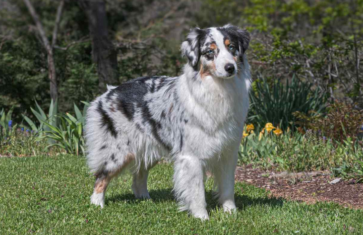 Review by Ashley T. · Australian Shepherd Owner