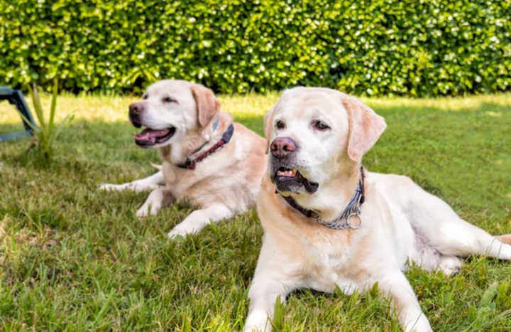 Review by Sarah M. · Owner of Two Senior Labs