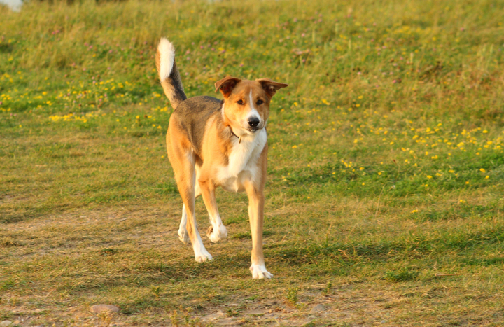 Review by Donna C. · Mixed Breed Owner