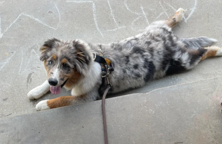 Review by Julie I. · Australian Shepherd Owner